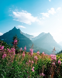 Wildflowers in Glacier National Park 