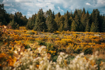 Wildflowers in northern Vermont  OC
