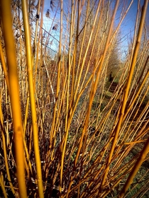 Willow adding colour to a bright winters day 