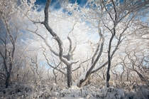 Wind blowing snow and ice off of frozen trees Deokgyusan South Korea 