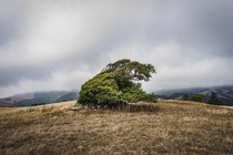 Wind-blown tree in Jenner California 