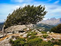 Wind shaped tree Corsica France 