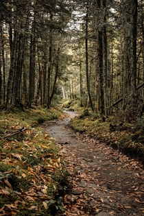 Winding forest trail in the Adirondacks 