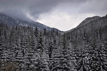 Winter forest in the Low Tatras Slovakia 