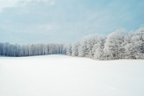 Winter Forest Near Toronto Canada 