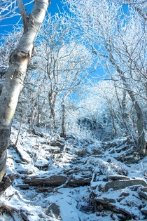 Winter on Plateau Mountain Catskills  NY 