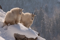 Winter Wonderland Rocky mountain goats 