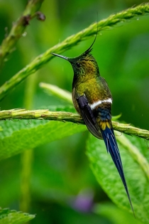 Wire-crested Thorntail Hummingbird 
