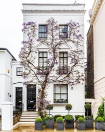 Wisteria climbs up a home in South Kensington London Wisteria floribunda