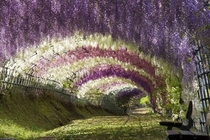 Wisteria Tunnel at Ashikaga Flower Park Tochigi Prefecture Japan 