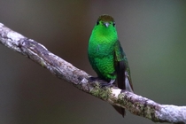 With hummingbirds its all about the angle Coppery-headed Emerald 