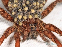 Wolf Spider carrying her babies