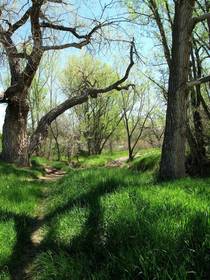 Wooded hollow my happy place - Littleton Colorado 