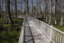 Wooden walkway over a swamp 