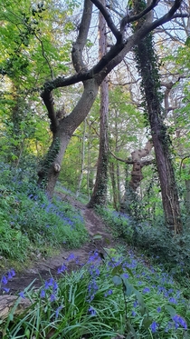 Woodland trail through bluebells this morning in the Frome Valley Bristol UK 