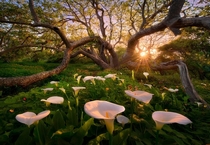 Woodlands on the Southern California Coast  photo by Marc Adamus