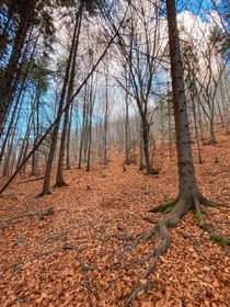 Woods on a trail in Vitosha mountain Sofia Bulgaria OC 