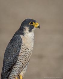 Worlds fastest animal Peregrine Falcon Falco peregrinus - Little Rann of Kutch Gujarat India 