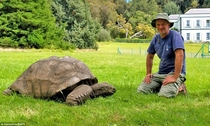 Worlds oldest living animal Jonathan the Tortoise gets a new lease of life after vet puts him on a healthy diet at the age of  