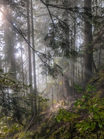 Worth the am wakeup to see the rising sun interact with the fog and forest Skykomish WA  IG hikedailyprn