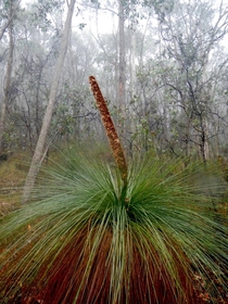 Xanthorrhoea australis Austral Grass-tree Mt Teneriffe VIC Australia 