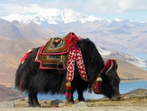 Yak near Yamdrok lake Tibet 