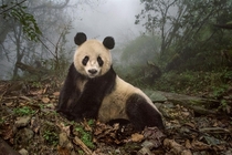 Ye Ye a -year-old giant panda lounges in a wild enclosure at a conservation center in Wolong Nature Reserve 