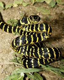 Yeah Uh huhyou know what it is Mangrove Snake