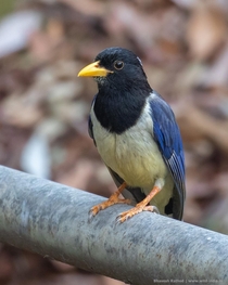 Yellow-billed Blue Magpie Urocissa flavirostris is paler blue overall with a small white patch at the back of the crown instead of an extensive white stripe Sari Village Uttarakhand India  Canon EOS D Mark II  EF-mm f-L IS II USM