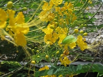 Yellow flowers and a green butterfly 
