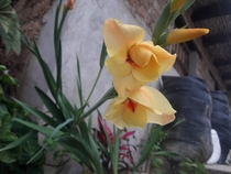 Yellow gladiolus in a garden at La Coipa Cajamarca