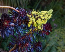 Yellow inflorescence of Purple Aeonium Arboreum 