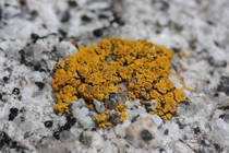 Yellow lichen on a rock in the California White Mountains 