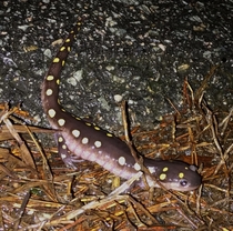 Yellow Spotted Salamander - Ambystoma maculatum North Carolina 