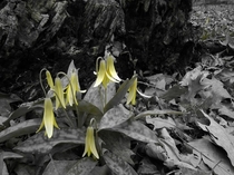 Yellow Trout Lily Erythronium rostratum 