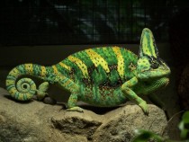 Yemen chameleon in bright green Chamaeleo calyptratus 