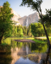 Yosemite Falls flowing in the background Yosemite NP CA 