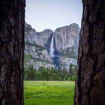 Yosemite Falls framed by two pines but the falls stand by claims of innocence natureprofessor