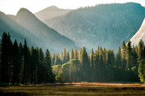 Yosemite Meadows 
