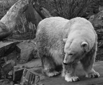 You like bears I like bears Heres the polar bear at Edinburgh Zoo before she got moved to a reserve Ursus maritimus 