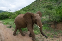 Young African elephant Came very close 