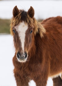 Young blond feral horse from Bosnia in jo winter coat 