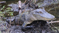 Young gator father-in-law photographed in Palm Coast Flx