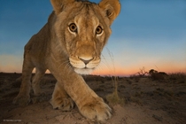 Young Lion and Camera Trap 