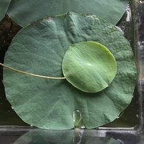 Young lotus leaf resting on a larger one