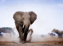 Young male dusting while crossing an open plain at Amboseli southern Kenya Young male African Elephant Loxodonta africana crossing an open plain in southern Kenya  by Billy Dodson