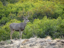 Young Mule Deer Buck  La Veta Pass Colorado