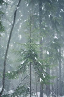Young spruce in a foggy forest taken last winter in central Finland 