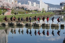Young students crossing a restored urban stream during the cherry blossom season in Busan South Korea 