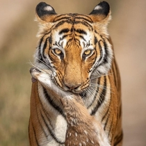 Your death my life A tiger posing with a dead sambar deer fawn in its jaws in Ranthambore National park India